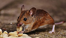 24 Hour & Emergency Exterminators in Chamberlain, SD